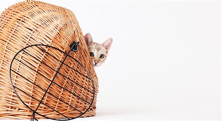 simsearch:6113-06626284,k - Cat peering out from wicker basket Photographie de stock - Premium Libres de Droits, Code: 6113-06626265