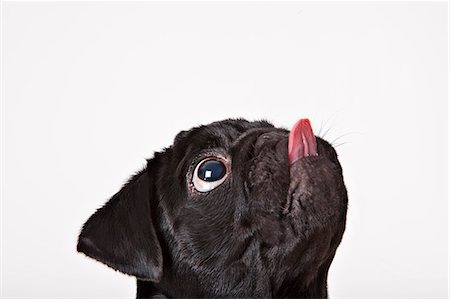 silhouette head - Close up of dog licking his face Stock Photo - Premium Royalty-Free, Code: 6113-06626266