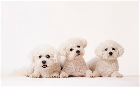 puppy studio - Identical dogs laying together Stock Photo - Premium Royalty-Free, Code: 6113-06626268