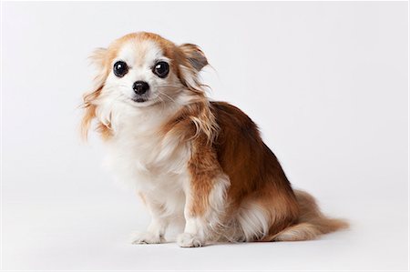 Dog sitting on floor Stock Photo - Premium Royalty-Free, Code: 6113-06626273