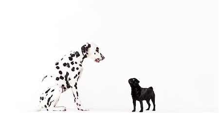 dalmation side view - Dogs looking at each other Stock Photo - Premium Royalty-Free, Code: 6113-06626272