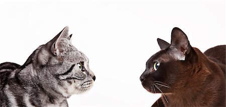 Cats looking at each other Stock Photo - Premium Royalty-Free, Code: 6113-06626279