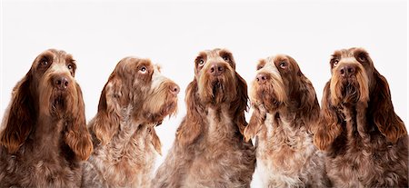 Group of identical dogs sitting together Photographie de stock - Premium Libres de Droits, Code: 6113-06626217