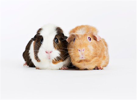 Guinea pigs sitting together Foto de stock - Sin royalties Premium, Código: 6113-06626215