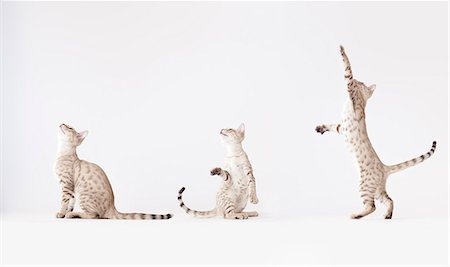 stretching animals - Collage of cat playing Stock Photo - Premium Royalty-Free, Code: 6113-06626218