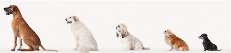 Collage of dogs in descending size Photographie de stock - Premium Libres de Droits, Code: 6113-06626220