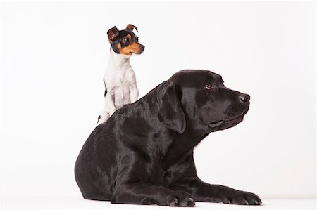 Little dog sitting on big dog Stock Photo - Premium Royalty-Free, Code: 6113-06626221