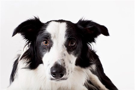 silhouette white background nobody - Close up of dog's face Stock Photo - Premium Royalty-Free, Code: 6113-06626227