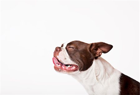 Close up of dog's panting face Stock Photo - Premium Royalty-Free, Code: 6113-06626224