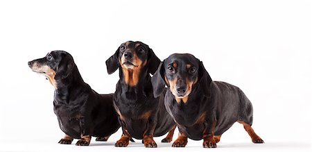dachshund - Identical dogs standing together Stock Photo - Premium Royalty-Free, Code: 6113-06626226