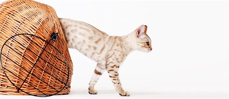 small cats side view - Cat climbing out of wicker basket Stock Photo - Premium Royalty-Free, Code: 6113-06626228