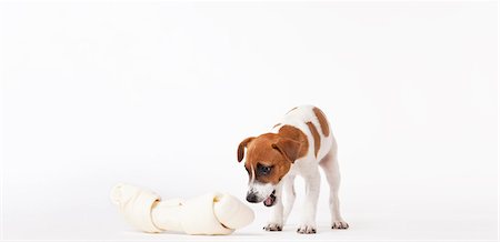 puppy studio - Dog looking at oversized bone Stock Photo - Premium Royalty-Free, Code: 6113-06626230