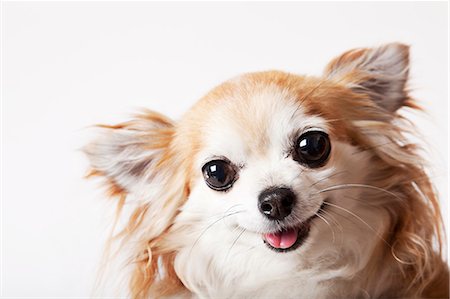 Close up of dog's face Photographie de stock - Premium Libres de Droits, Code: 6113-06626232