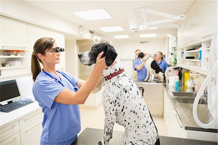 simsearch:6113-06626488,k - Veterinarian examining dog's ears in vet's surgery Foto de stock - Royalty Free Premium, Número: 6113-06626457