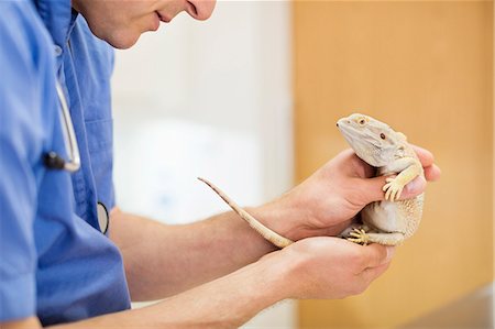 Veterinarian examining lizard in vet's surgery Stock Photo - Premium Royalty-Free, Code: 6113-06626465