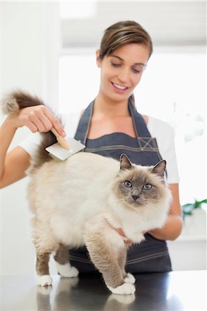 Groomer working on cat in office Photographie de stock - Premium Libres de Droits, Code: 6113-06626476