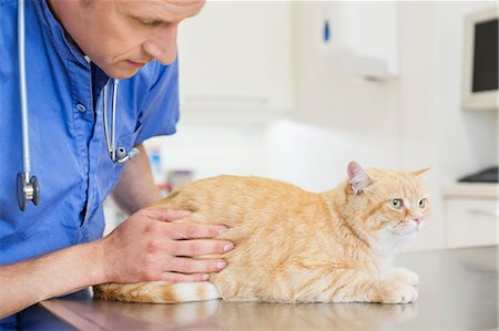 simsearch:6113-06626482,k - Veterinarian examining cat in vet's surgery Foto de stock - Royalty Free Premium, Número: 6113-06626483