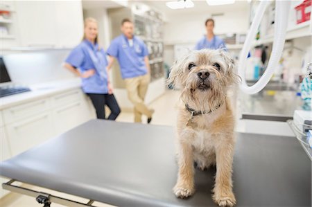 dog at table - Dog sitting on table in vet's surgery Stock Photo - Premium Royalty-Free, Code: 6113-06626488