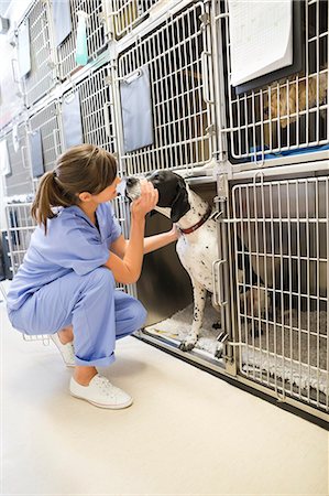 Vet putting dog in kennel Stock Photo - Premium Royalty-Free, Code: 6113-06626422