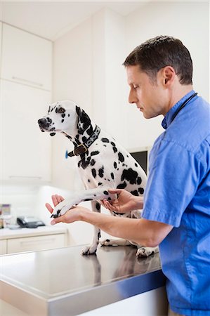simsearch:6113-06626451,k - Veterinarian examining dog in vet's surgery Foto de stock - Royalty Free Premium, Número: 6113-06626427