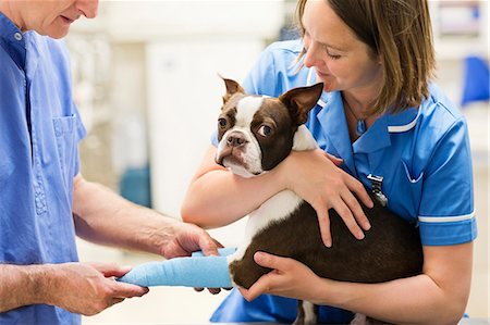 Veterinarians bandaging dog's leg in vet's surgery Stock Photo - Premium Royalty-Free, Code: 6113-06626425