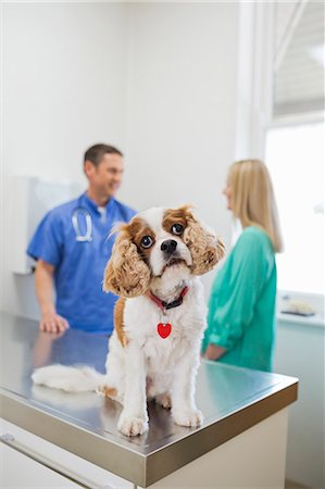 Dog sitting on table in vet's surgery Stockbilder - Premium RF Lizenzfrei, Bildnummer: 6113-06626506