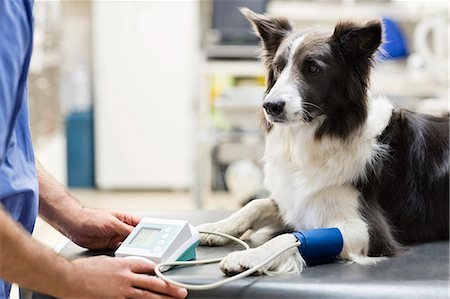 dog at table - Veterinarian examining dog in vet's surgery Stock Photo - Premium Royalty-Free, Code: 6113-06626528