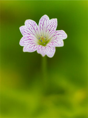 Close up of geranium flower Photographie de stock - Premium Libres de Droits, Code: 6113-06626644