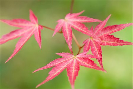 simsearch:6113-06626629,k - Close up of Japanese maple leaves Foto de stock - Sin royalties Premium, Código: 6113-06626663