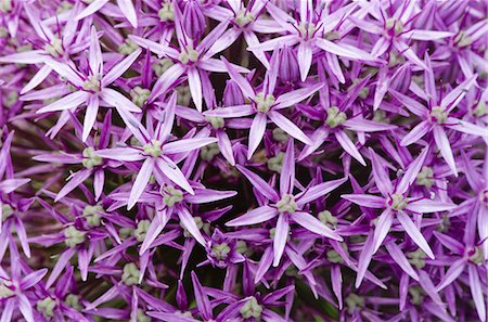 purple flower closeup - Close up of allium blossoms Stock Photo - Premium Royalty-Free, Code: 6113-06626665