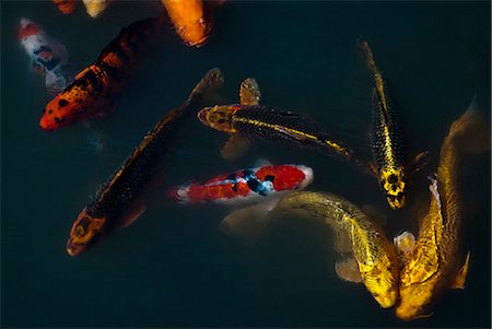 pond top view - Carp fish swimming in pond Stock Photo - Premium Royalty-Free, Code: 6113-06626666