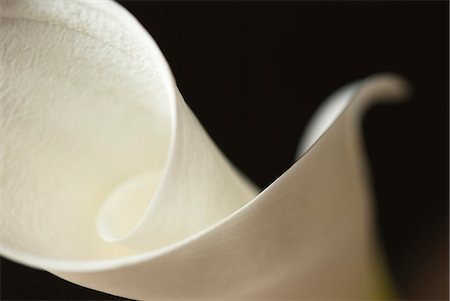 flowers curl - Close up of calla lily Stock Photo - Premium Royalty-Free, Code: 6113-06626670