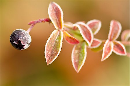 single berry - Close up of frosty blueberry plant Stock Photo - Premium Royalty-Free, Code: 6113-06626676