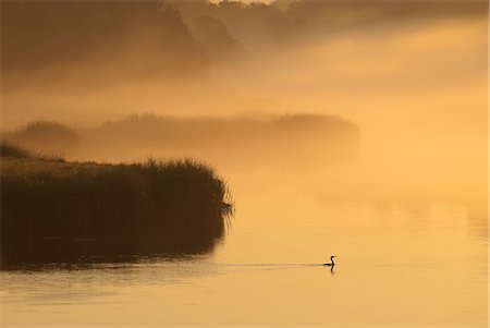 Silhouette of plants and bird in marsh Foto de stock - Sin royalties Premium, Código: 6113-06626680