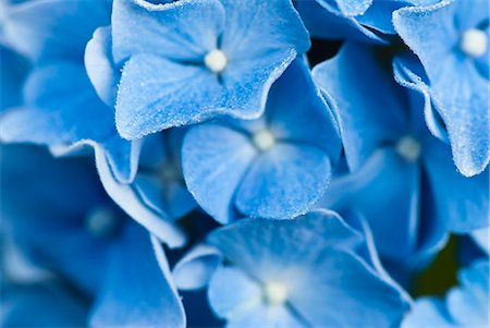 Close up of frosty hydrangea flowers Foto de stock - Sin royalties Premium, Código: 6113-06626684