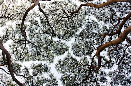 forest sky worms eye view - Silhouette of tree canopy Stock Photo - Premium Royalty-Free, Code: 6113-06626694