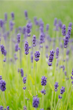 Close up of lavender flowers in field Foto de stock - Sin royalties Premium, Código: 6113-06626695