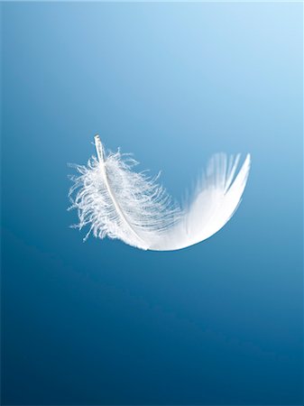 purity (free from pollutants and dirt) - Feather floating on blue background Foto de stock - Sin royalties Premium, Código: 6113-06626617