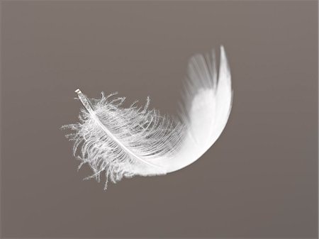 soft closeup - Feather floating on gray background Stock Photo - Premium Royalty-Free, Code: 6113-06626618