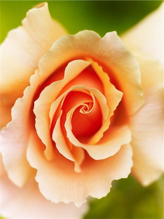 rose flower borders frames - Close up of Felicia rose Stock Photo - Premium Royalty-Free, Code: 6113-06626621