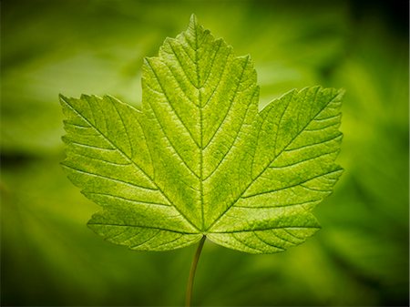 spring maple trees pictures - Close up of green leaf Photographie de stock - Premium Libres de Droits, Code: 6113-06626629