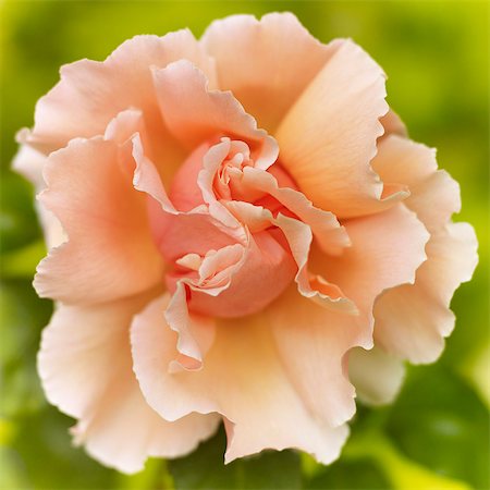 delicate flowers - Close up of felicia rose Stock Photo - Premium Royalty-Free, Code: 6113-06626639