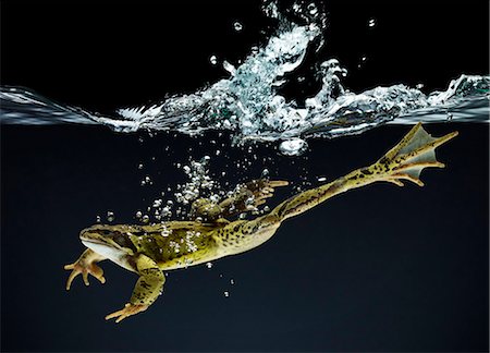 rana - Frog swimming underwater Foto de stock - Sin royalties Premium, Código: 6113-06626746