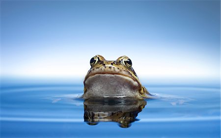 piscina desbordante - Frog peeking out of water Foto de stock - Sin royalties Premium, Código: 6113-06626749