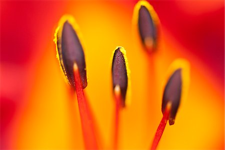 Close up of day lily stamens Stock Photo - Premium Royalty-Free, Code: 6113-06626703