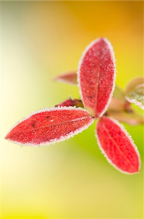 simsearch:6113-06626629,k - Close up of frosty blueberry leaf Foto de stock - Sin royalties Premium, Código: 6113-06626700