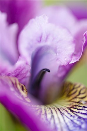 purple flower - Close up of iris flower Foto de stock - Sin royalties Premium, Código: 6113-06626708