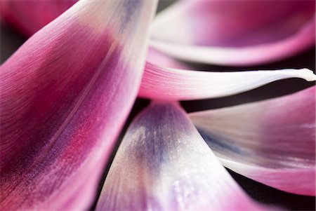 Close up of tulip petals Photographie de stock - Premium Libres de Droits, Code: 6113-06626710