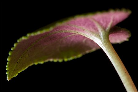 Close up of cyclamen leaf Photographie de stock - Premium Libres de Droits, Code: 6113-06626714