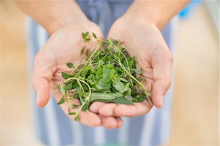 Hands holding bunch of herbs Stock Photo - Premium Royalty-Free, Code: 6113-06720676